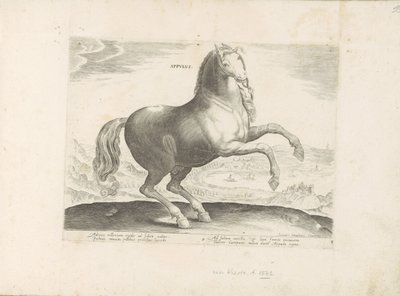 Horse from Southern Italy by Anonymous