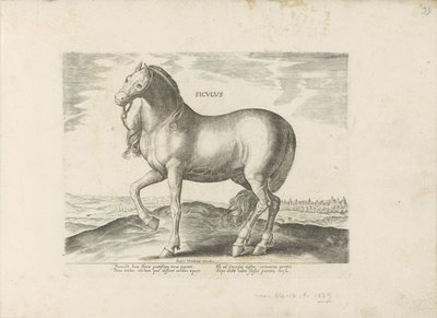 Horse from Sicily by Anonymous