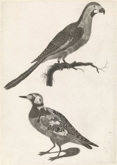Parrot on a branch to the right, under a turnstone to the left by Anonymous