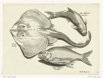 Ray, Bream, and Whitefish by Anonymous