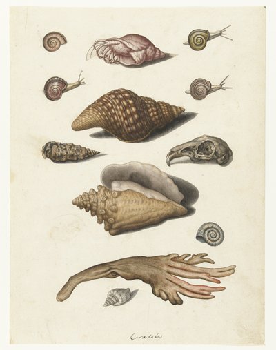 Shellfish, Seaweed, Snails, and Rabbit Skull (Caracoles) (Lombard Album) by Anonymous
