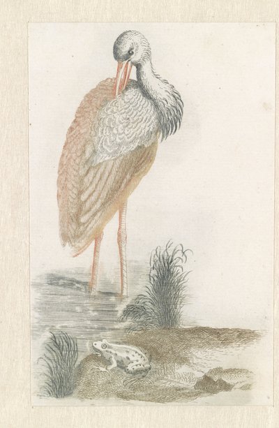 Standing Stork and a Frog in the Foreground by Anonymous
