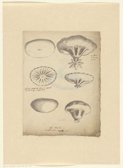 Study Sheet with Jellyfish by Anonymous