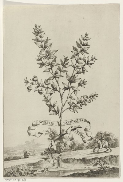 Branch of Myrtus Tarentina by Anonymous