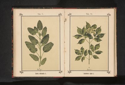 Branch of a common sage by Anonymous