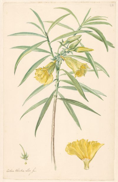 Branch of a Yellow Flower (type of lily) with Details of Stamen and Flower by Anonymous