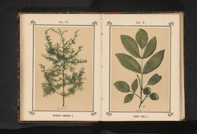 Branch of a Juniper by Anonymous