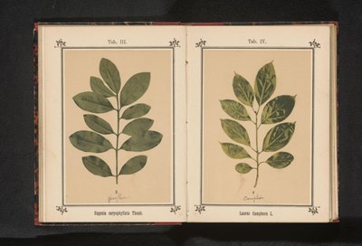 Branch of a camphor tree by Anonymous