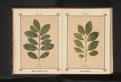 Branch of a clove tree by Anonymous