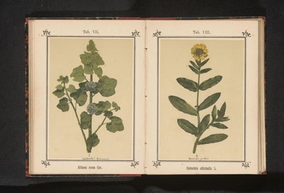 Branch of a hollyhock by Anonymous