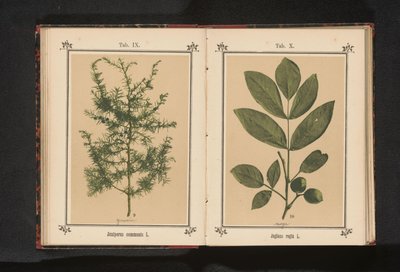 Branch of a Walnut by Anonymous