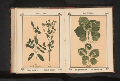 Branch of a summer linden and a branch of a winter linden by Anonymous