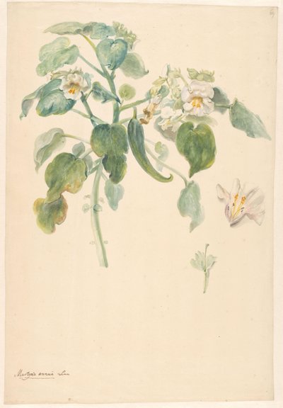 Branch of White Cat