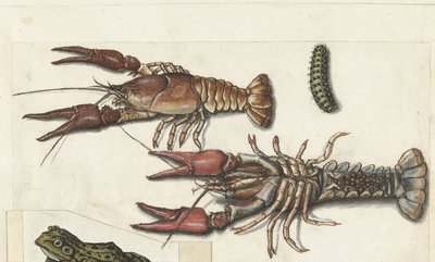 Two Langoustines and a Caterpillar (Lombard album) by Anonymous