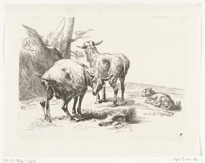 Two Standing Goats and a Young Goat (Goats and Sheep after N.P. Berchem) by Anonymous
