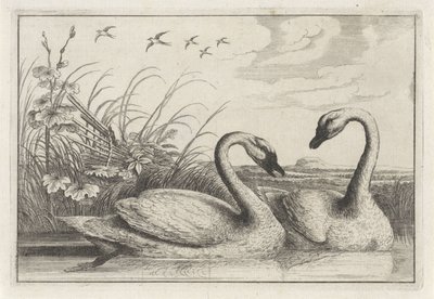 Two Swans by Anonymous