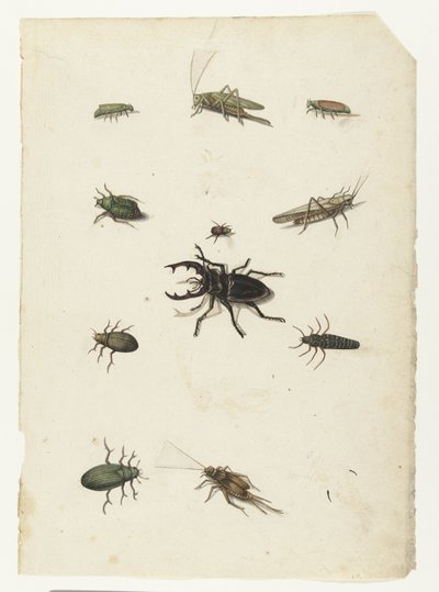Flying Deer, Two Grasshoppers, and Eight Beetles by Anonymous
