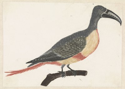 Bird with Long Curved Beak on a Branch Facing Right by Anonymous