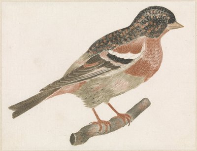 Bird on a Branch Facing Right, Possibly a Bullfinch by Anonymous
