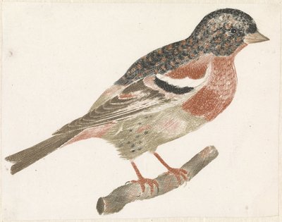 Bird on a Branch Facing Right, Possibly a Bullfinch by Anonymous