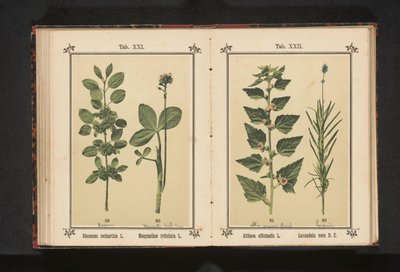 Buckthorn and bogbean by Anonymous