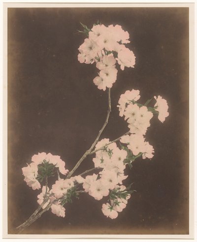 White Lilies by Anonymous