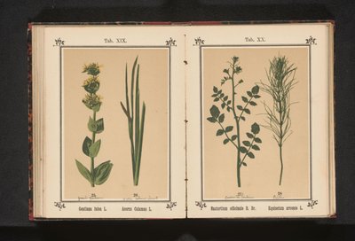 Watercress and horsetail by Anonymous