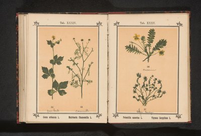 Silverweed and wild thyme by Anonymous