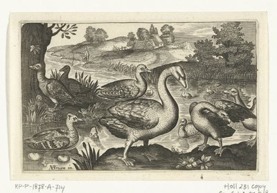 Swan and Geese and Ducks by Anonymous
