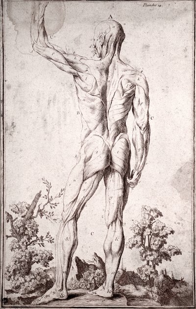 Anatomical Study of the Human Muscular System by Anonymous Anonymous