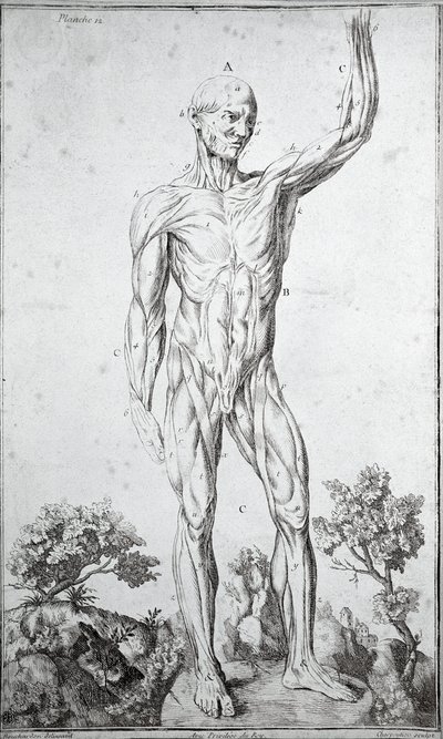 Anatomical study of the human muscular system by Anonymous Anonymous