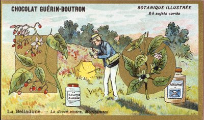Belladonna: The Sweet Bitter, Medicine. Advertising Chromolithography for Guerin-Boutron Chocolates, Late 19th Century. Illustrated Botanical Series. by Anonymous Anonymous