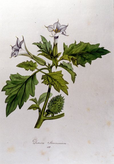 Botanical Board: Datura Stramonium. Engraving in 