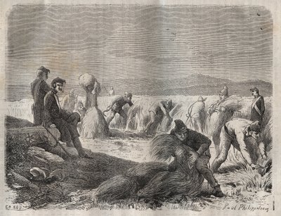 Harvesting forces at the bagne of Belle-Ile-en-Mer in the 19th century. Engraving in 
