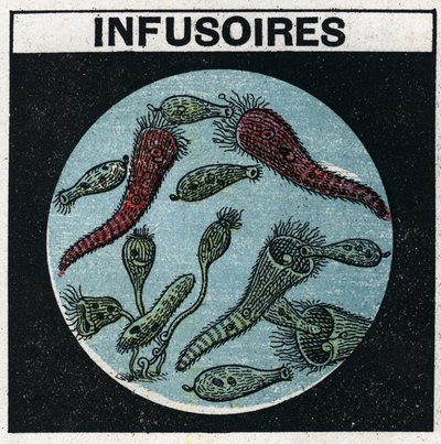 Light projection: use of a projection lantern to observe infusories. Anonymous illustration from 1925. Private collection. by Anonymous Anonymous