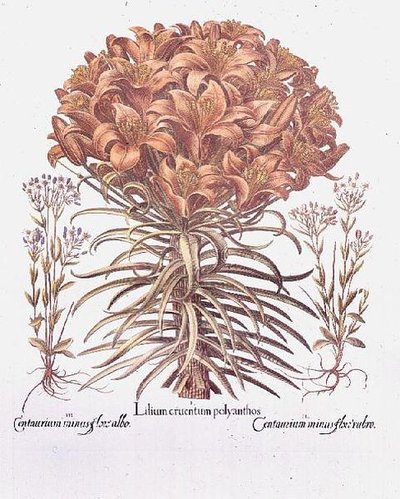 Lily and Centaurea by Anonymous Anonymous