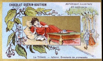 Linden: infusion, ornaments of walks. Advertising chromolithography for Guerin-Boutron chocolates, late 19th century. Illustree Botanical Series by Anonymous Anonymous