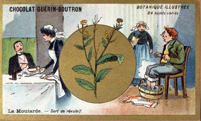 Mustard Serves as a Revulsive (engraving, chromo). Advertising Chromolithography for Guerin-Boutron Chocolates, Late 19th Century. Illustree Botanical Series by Anonymous Anonymous