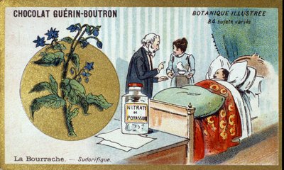 The borage, diaphoretic. Advertising chromolithography for Guerin-Boutron chocolates, late 19th century. Illustree Botanical Series by Anonymous Anonymous