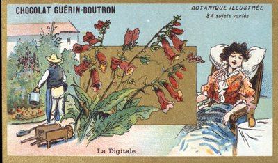 The Digital. Engraving (chromo). Advertising Chromolithography for Guerin-Boutron Chocolates, Late 19th Century. Illustrated Botanical Series. by Anonymous Anonymous