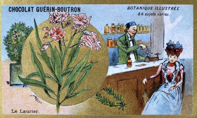 The laurel. Advertising chromolithography for Guerin-Boutron chocolates, late 19th century. Illustrated Botanical Series by Anonymous Anonymous