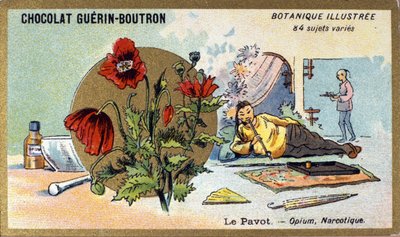The Poppy: Opium, Narcotic (engraving, chromo). Advertising Chromolithography for Guerin-Boutron Chocolates, Late 19th Century. Illustree Botanical Series by Anonymous Anonymous
