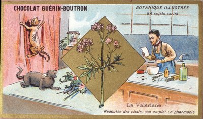 Valerian: Fearful of Cats, His Employment in Pharmacy. Advertising Chromolithography for Guerin-Boutron Chocolates, Late 19th Century by Anonymous Anonymous