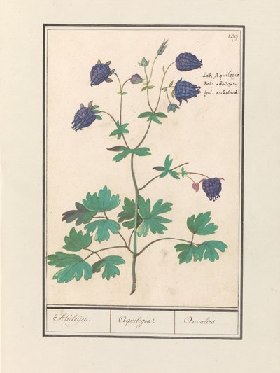 Columbine (Aquilegia) by Anselmus Boëtius de Boodt