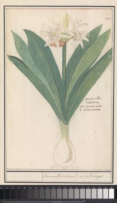 Amaryllis (Hippeastrum) by Anselmus Boëtius de Boodt
