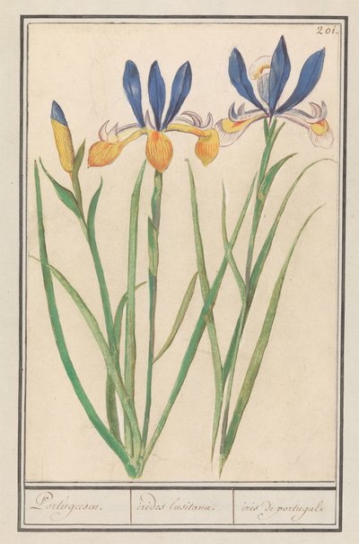 Blue-Yellow Iris (Iris sibirica) by Anselmus Boëtius de Boodt