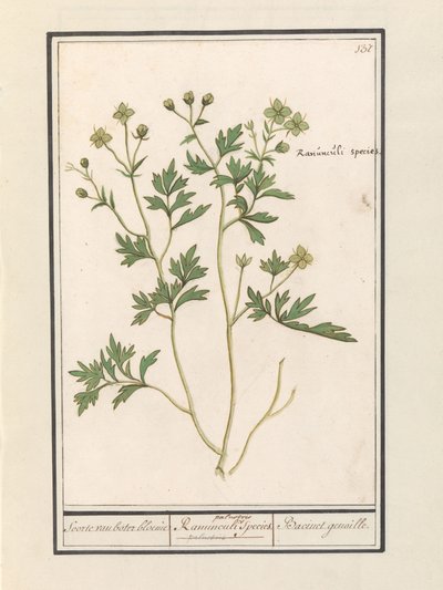 Buttercup (Ranunculus) by Anselmus Boëtius de Boodt