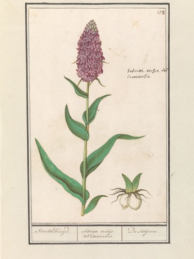 Brede Orchis (Dactylorhiza majalis) by Anselmus Boëtius de Boodt