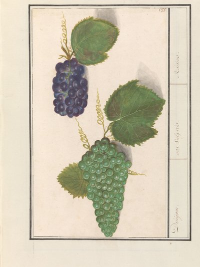 Grape (Vitis vinifera) by Anselmus Boëtius de Boodt