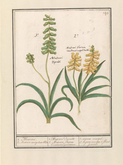 Grape Hyacinth by Anselmus Boëtius de Boodt